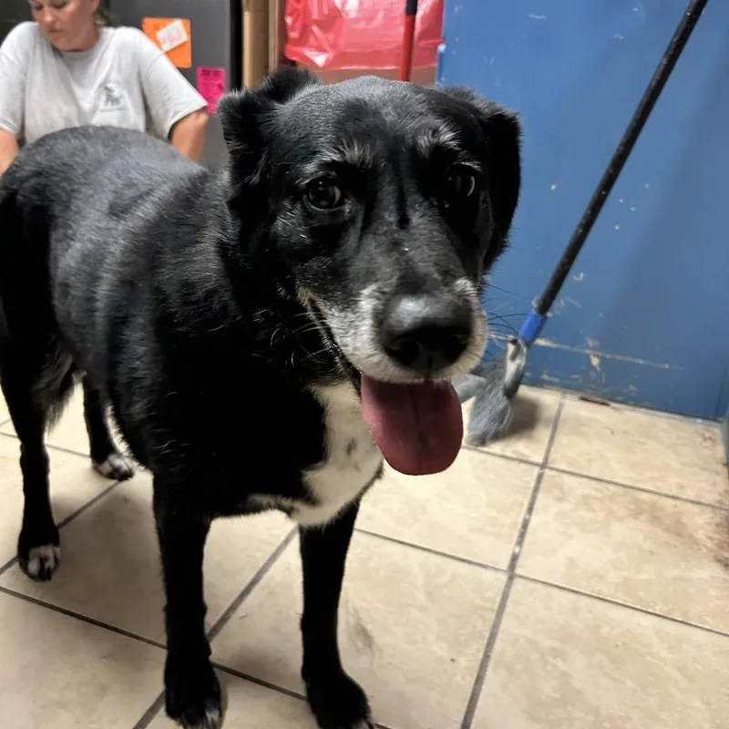 A senior large-sized female Black Labrador Retriever dog named Poppy for adoption in Newport, NC