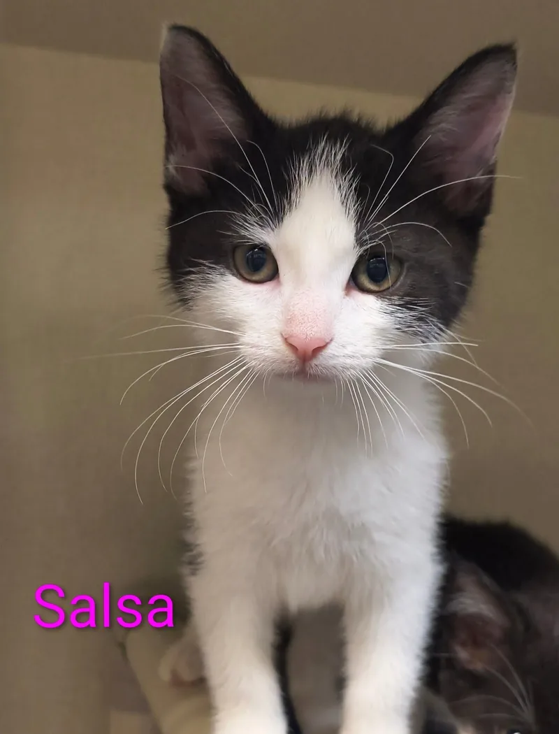 Salsa