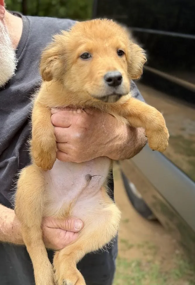 A baby medium-sized male Flat-Coated Retriever dog named Arrow for adoption in Fosters, AL