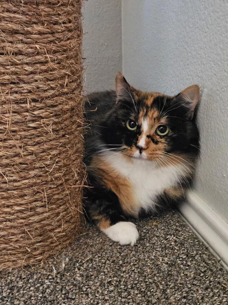 A young medium-sized female Domestic Long Hair cat named Ovaltine for adoption in Dallas, TX