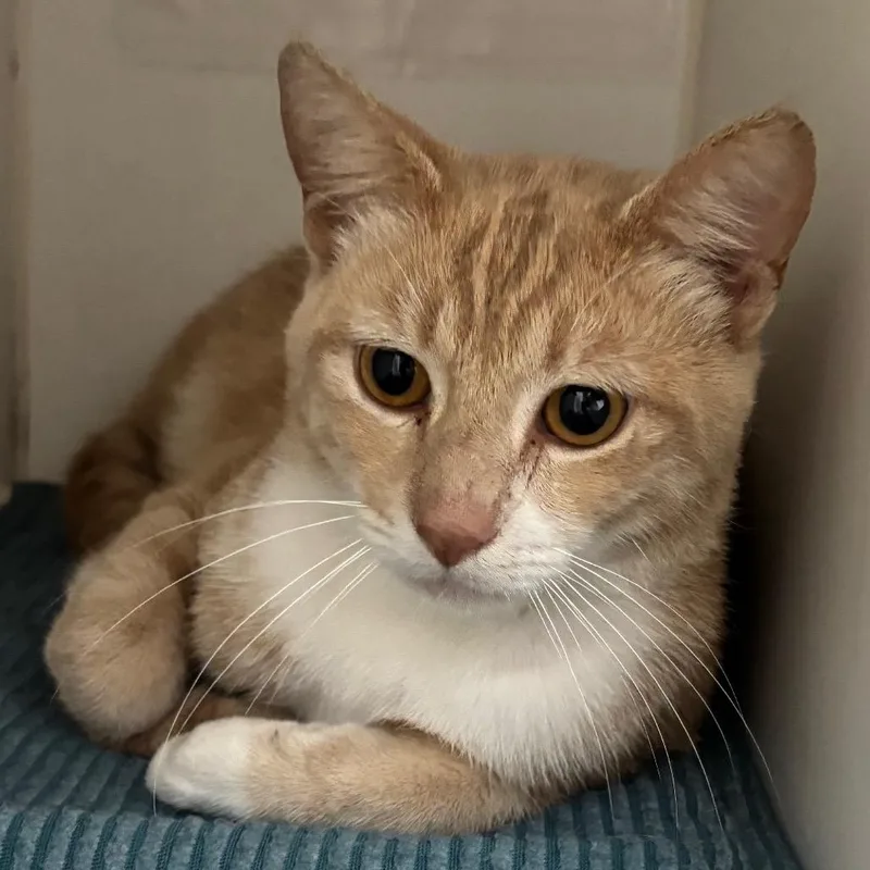 A young medium-sized male Buff / Tan / Fawn Domestic Short Hair cat named Pelican for adoption in Naperville, IL