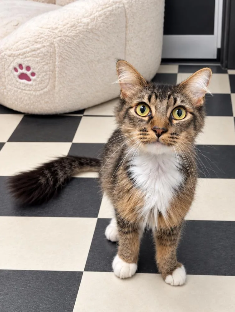 An adult medium-sized male Brown / Chocolate Domestic Long Hair cat named Mysterio for adoption in Homer Glen, IL