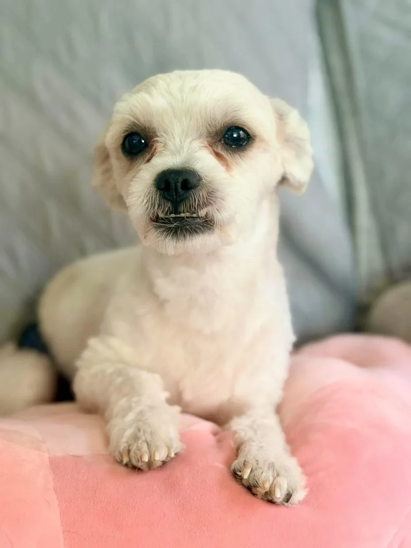 An adult small-sized male White / Cream Toy Poodle dog named Shaggy Doo for adoption in Las Vegas, NV