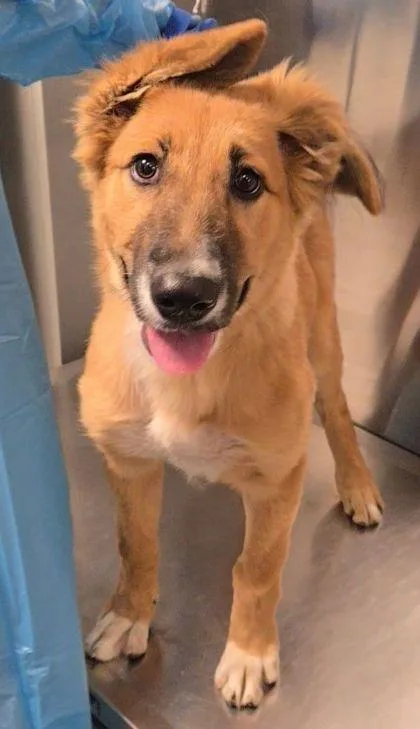 A baby medium-sized female Shepherd dog named Cutie Patootie for adoption in Fresno, CA