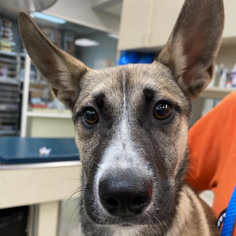 A baby medium-sized female Sable German Shepherd Dog dog named Wagsstray for adoption in Westminster, CA