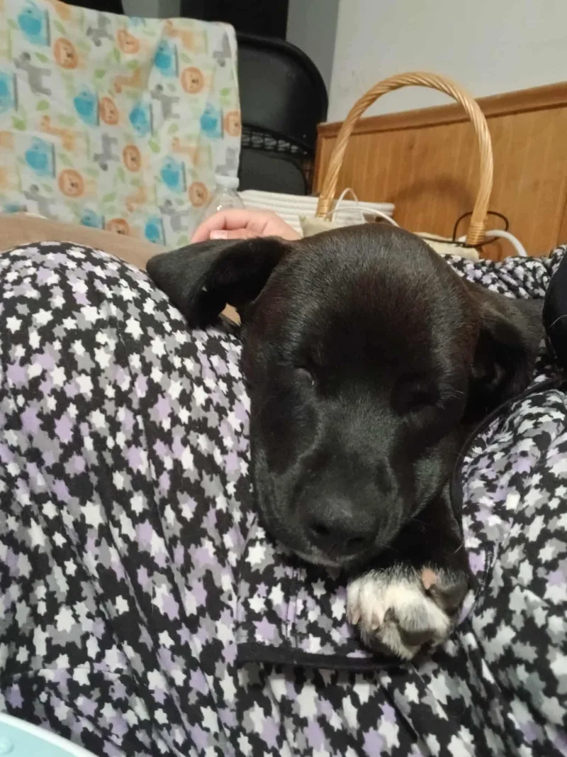 A baby medium-sized male Labrador Retriever dog named Norbit for adoption in Kutztown, PA