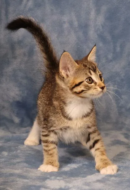 A baby medium-sized female Domestic Short Hair cat named Parsley for adoption in West Chester, PA