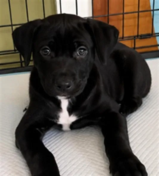 A baby small-sized female German Shepherd Dog dog named Layla for adoption in Ontario, CA