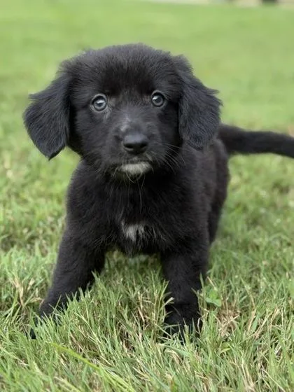 A baby medium-sized male Catahoula Leopard Dog dog named Moultrie for adoption in Malvern, PA