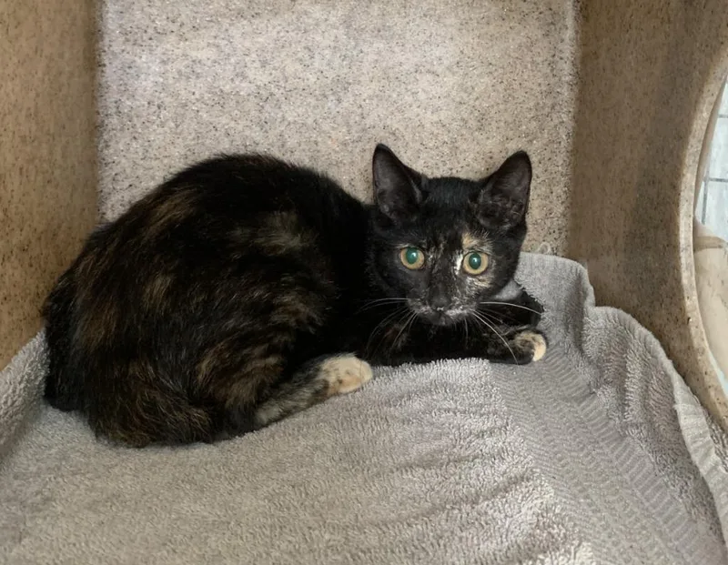 A baby small-sized female Domestic Short Hair cat named Tortie for adoption in Luling, TX