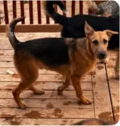 A young large-sized male German Shepherd Dog dog named Clarence for adoption in Jerome, ID
