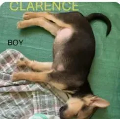 Clarence thumbnail 2