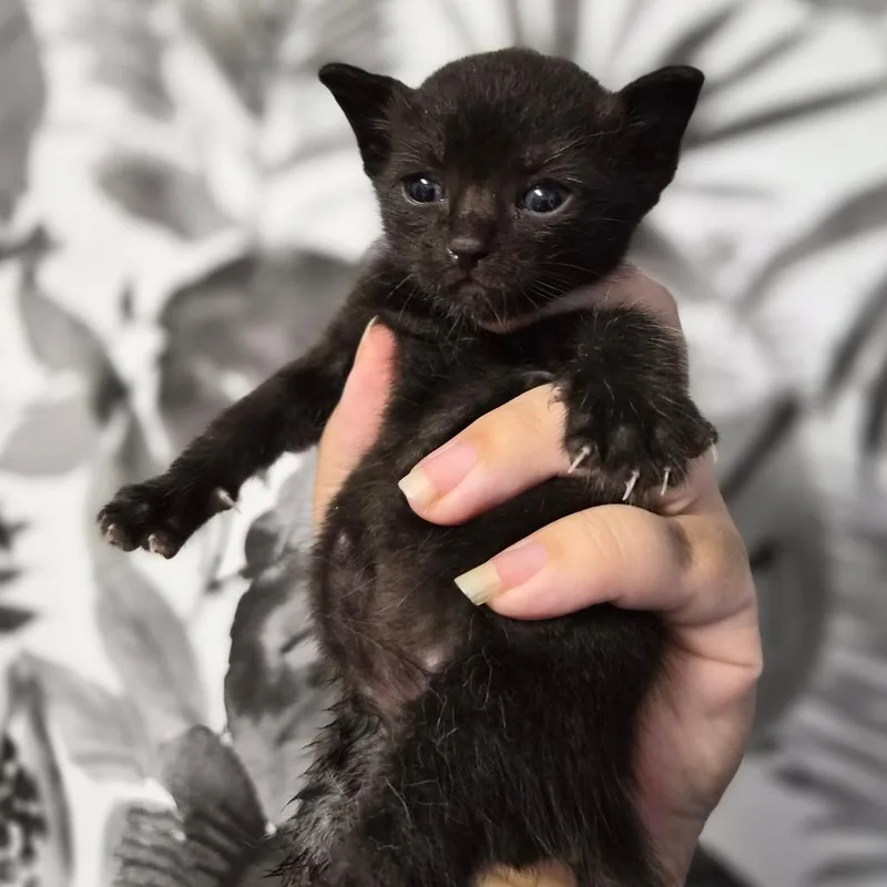 A baby small-sized male Black Domestic Short Hair cat named Mascot for adoption in Wahiawa, HI