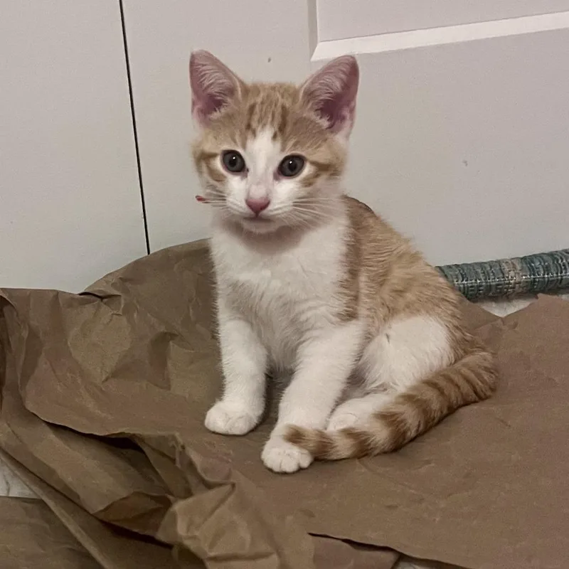 A baby small-sized female Orange / Red Domestic Short Hair cat named Quesadilla for adoption in Evanston, IL