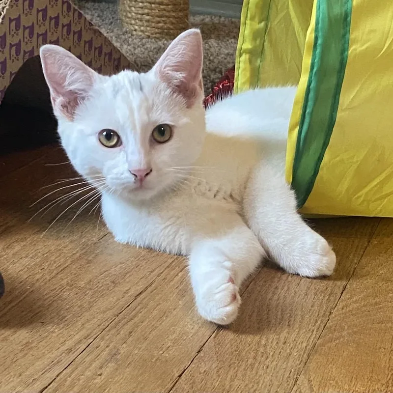 A baby small-sized male White Turkish Van cat named Spade for adoption in Mount Vernon, IL