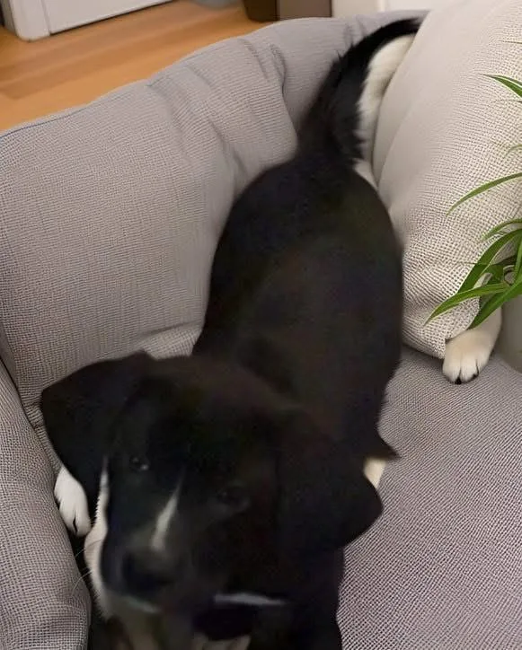 A baby medium-sized male Black Labrador Retriever dog named Doc for adoption in Woodbury, NJ