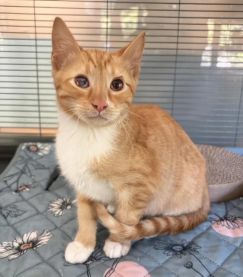 A baby medium-sized male Tabby (Orange / Red) Domestic Short Hair cat named Andre for adoption in Nashville, TN