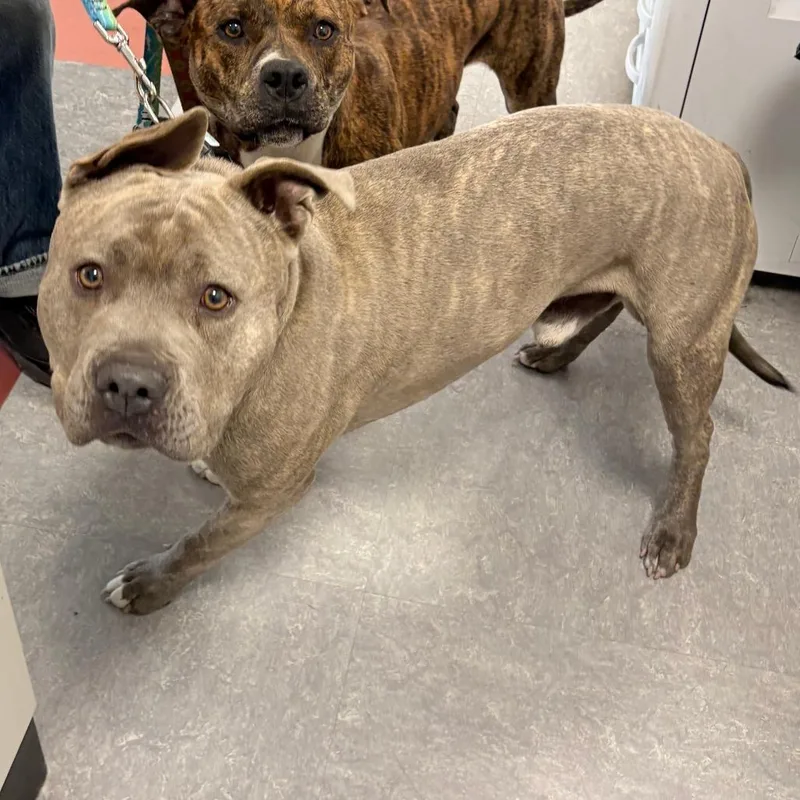 An adult medium-sized male Gray / Blue / Silver Mixed Breed dog named Mickey for adoption in Philadelphia, PA