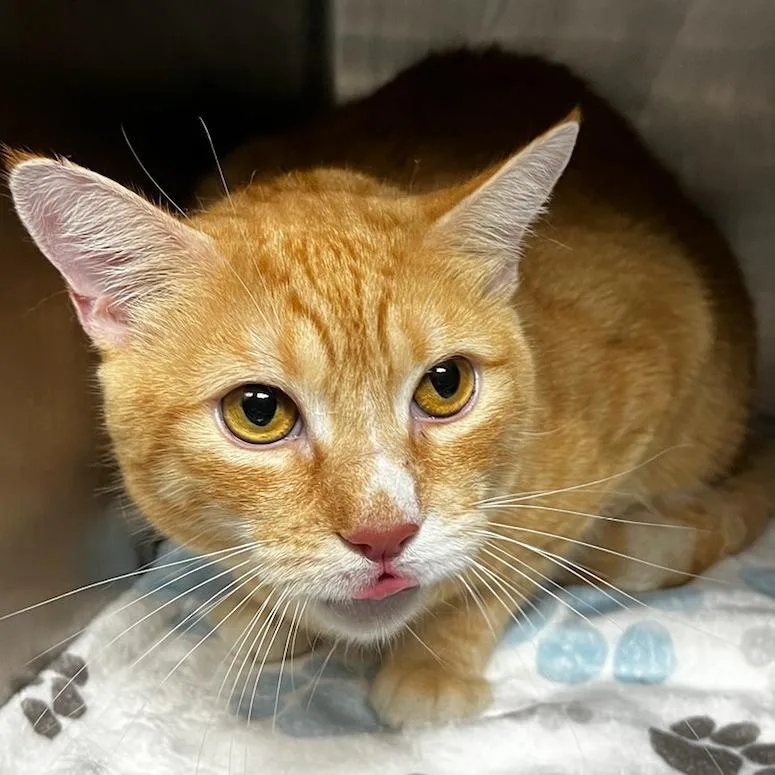 An adult large-sized male Orange / Red Domestic Short Hair cat named Mango for adoption in Newark, NJ
