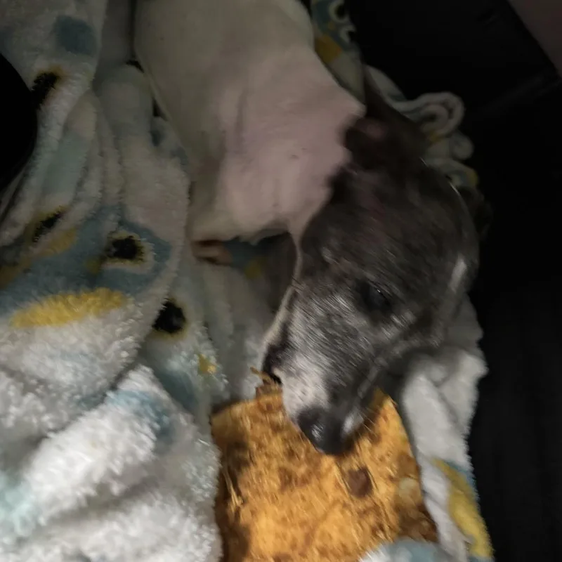 Busted Biscuits thumbnail 2