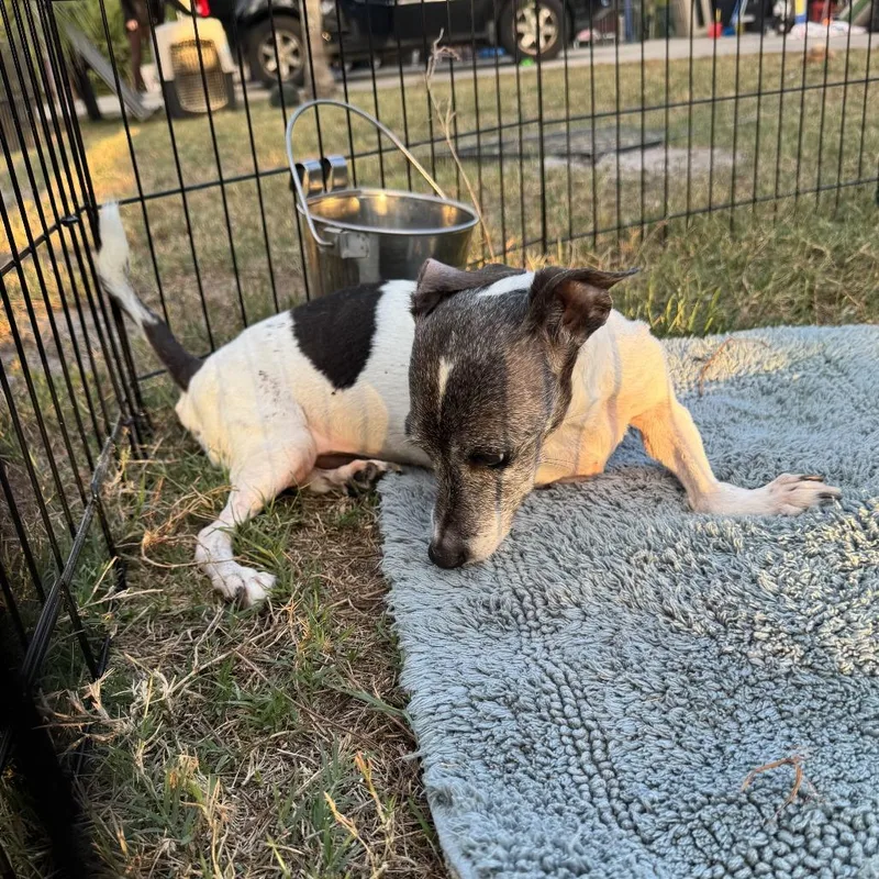 Busted Biscuits thumbnail 3