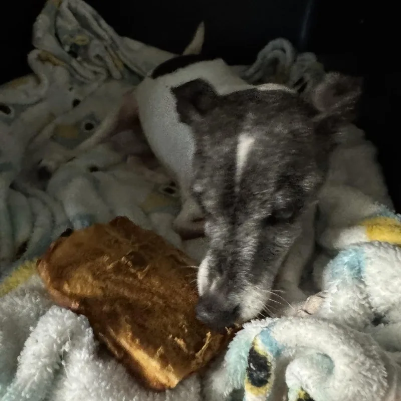 Busted Biscuits thumbnail 4