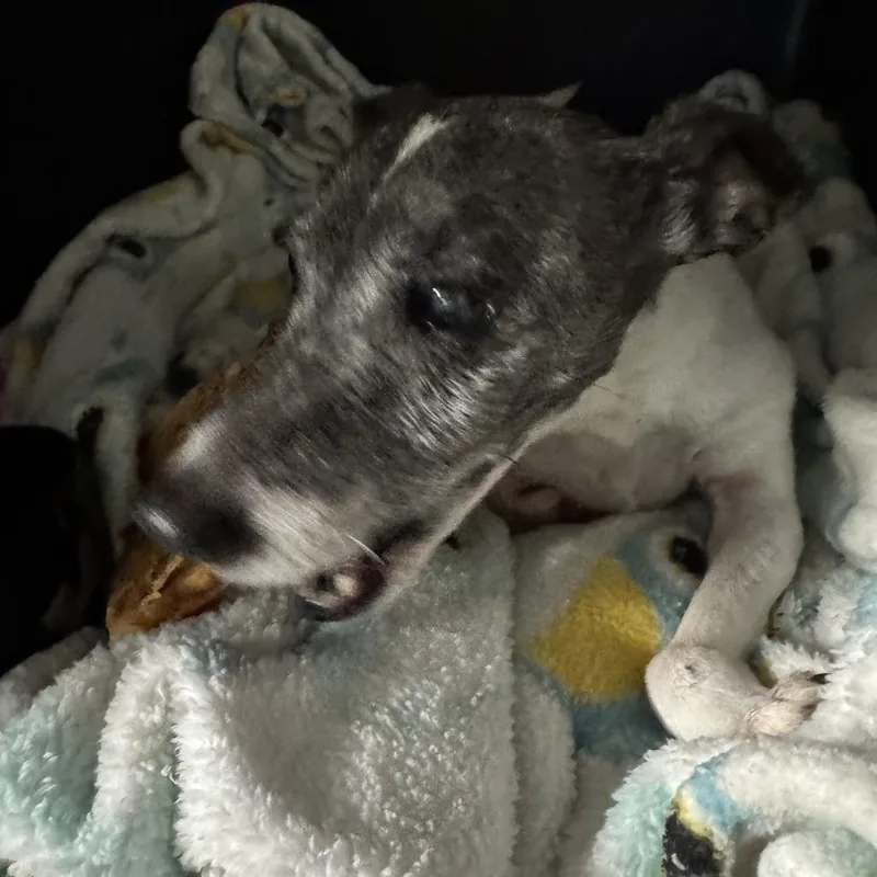 Busted Biscuits thumbnail 6