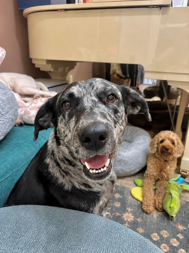 An adult large-sized female Catahoula Leopard Dog dog named Olivia for adoption in Princeton, MA