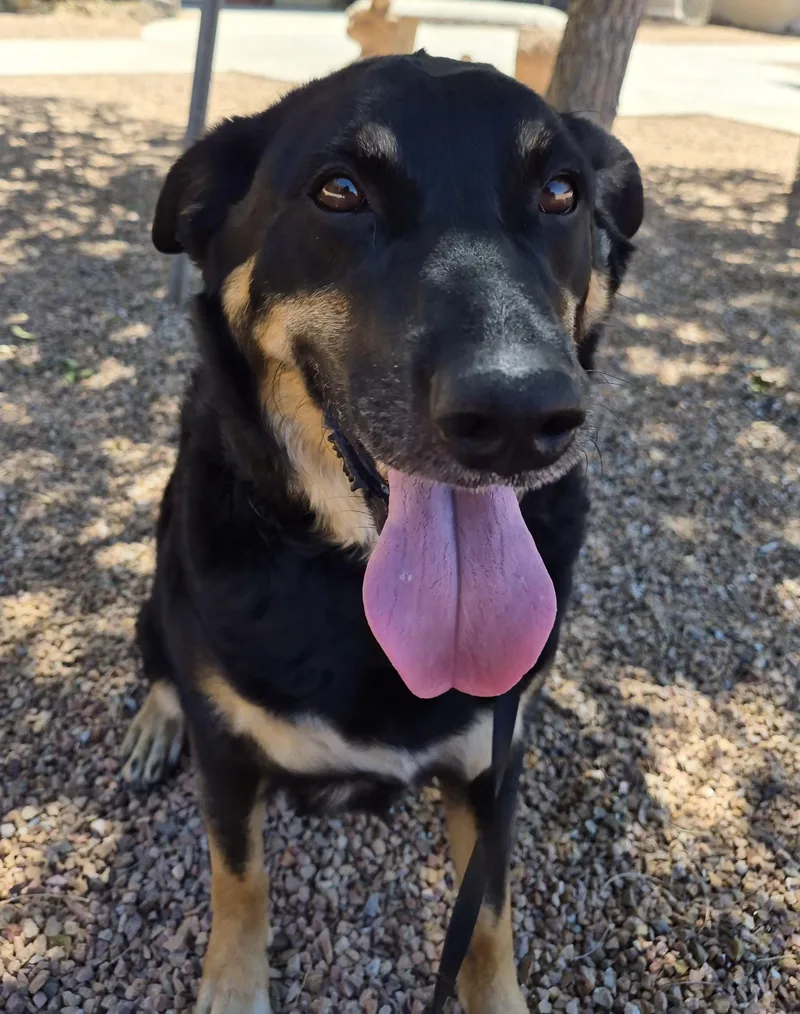 An adult large-sized female Black Shepherd dog named Maya for adoption in Sierra Vista, AZ