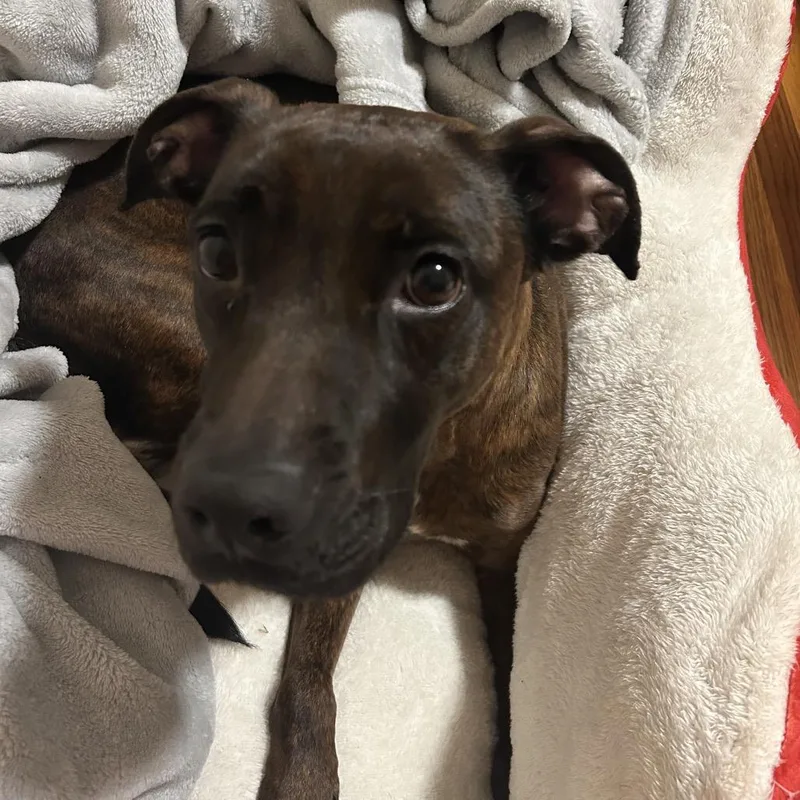 An adult medium-sized female Brindle Pit Bull Terrier dog named Bella for adoption in Weimar, CA