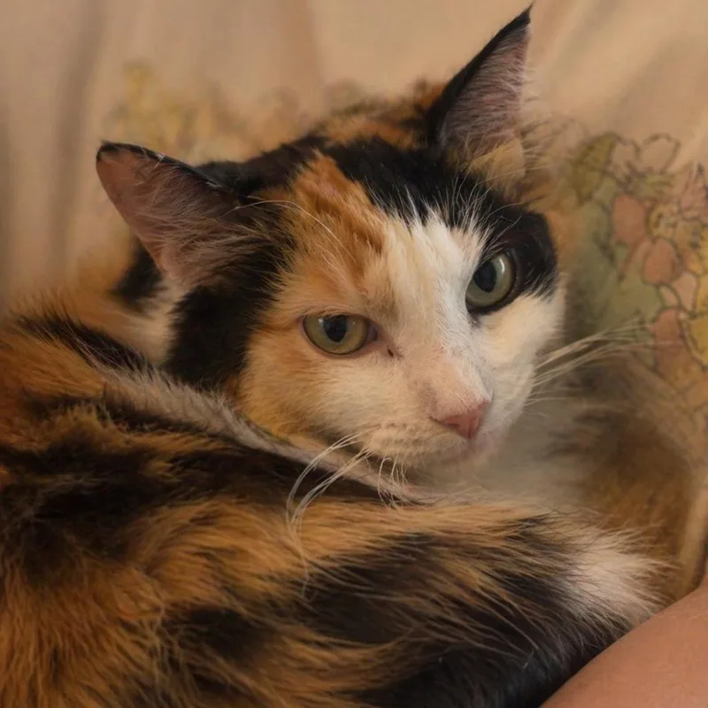 A young medium-sized female Domestic Short Hair cat named Cali for adoption in Boston, MA