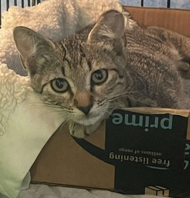 A baby medium-sized female Brown / Chocolate Domestic Short Hair cat named Rachel for adoption in Oviedo, FL