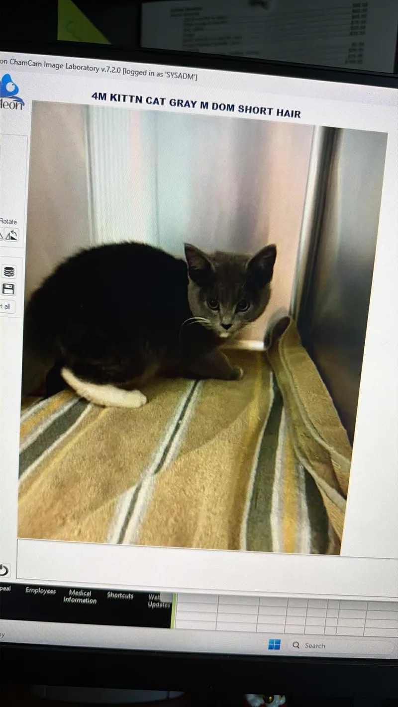 A young medium-sized male Gray / Blue / Silver Domestic Short Hair cat named Milo for adoption in Holbrook, NY