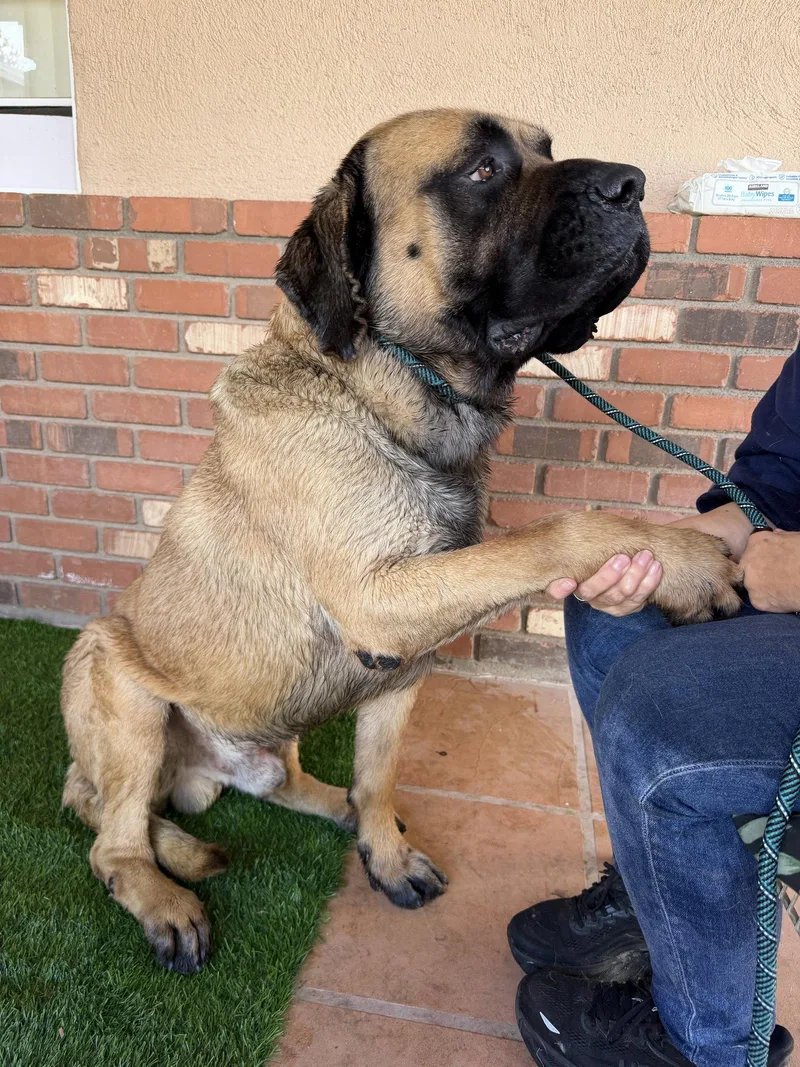 A young medium-sized male Mastiff dog named Boswell for adoption in Glendale, AZ