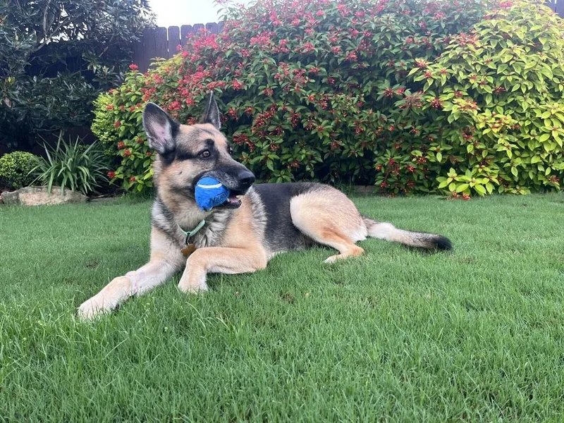 An adult large-sized male German Shepherd Dog dog named Franklin for adoption in Houston, TX