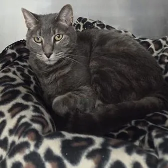 A senior medium-sized male Domestic Short Hair cat named Theo for adoption in Worcester, MA