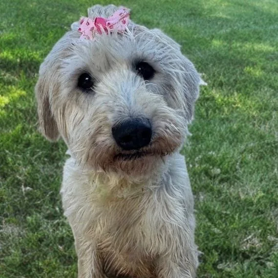 Butterscotch thumbnail 2