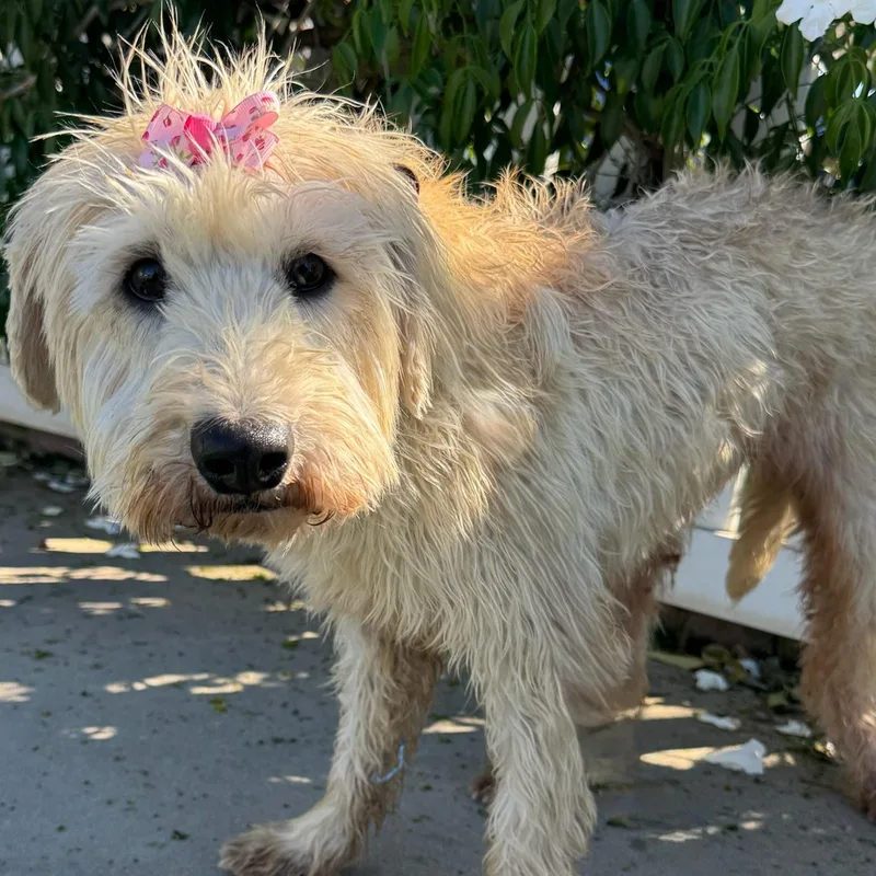 Butterscotch thumbnail 3