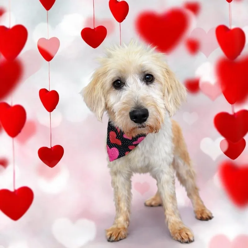 Butterscotch thumbnail 4