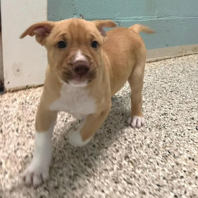 Rufus