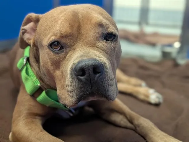 A young medium-sized male American Bulldog dog named Harrison for adoption in Tucson, AZ