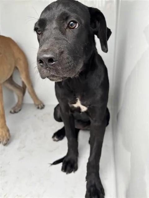 A baby medium-sized female Labrador Retriever dog named A for adoption in Houston, TX