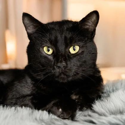 An adult large-sized male Domestic Short Hair cat named Carl for adoption in Camano Island, WA