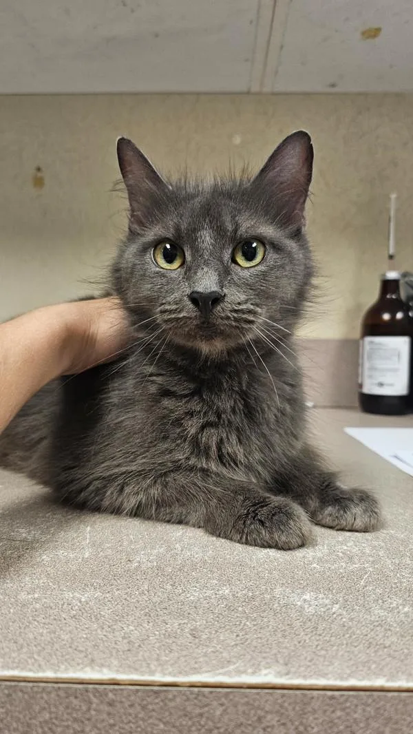 An adult small-sized female Domestic Short Hair cat named Azriel for adoption in Salisbury, MD