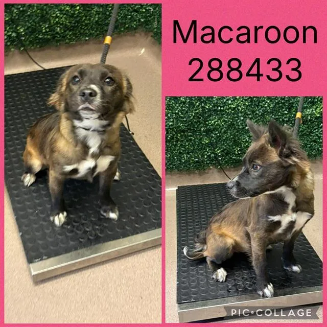 A young large-sized female Mixed Breed dog named Macaroon for adoption in Macon, GA