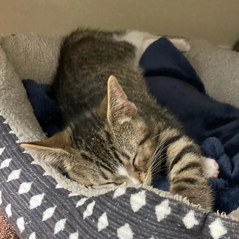 A baby small-sized male Brown / Chocolate Domestic Short Hair cat named East for adoption in Attica, NY