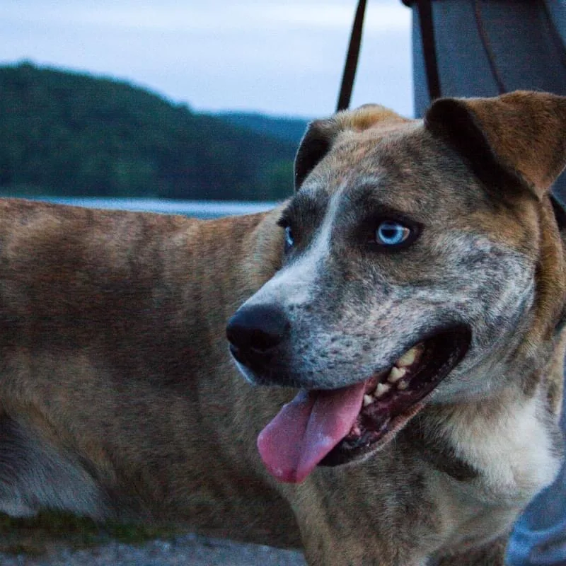 Archie  Sponsored thumbnail 3