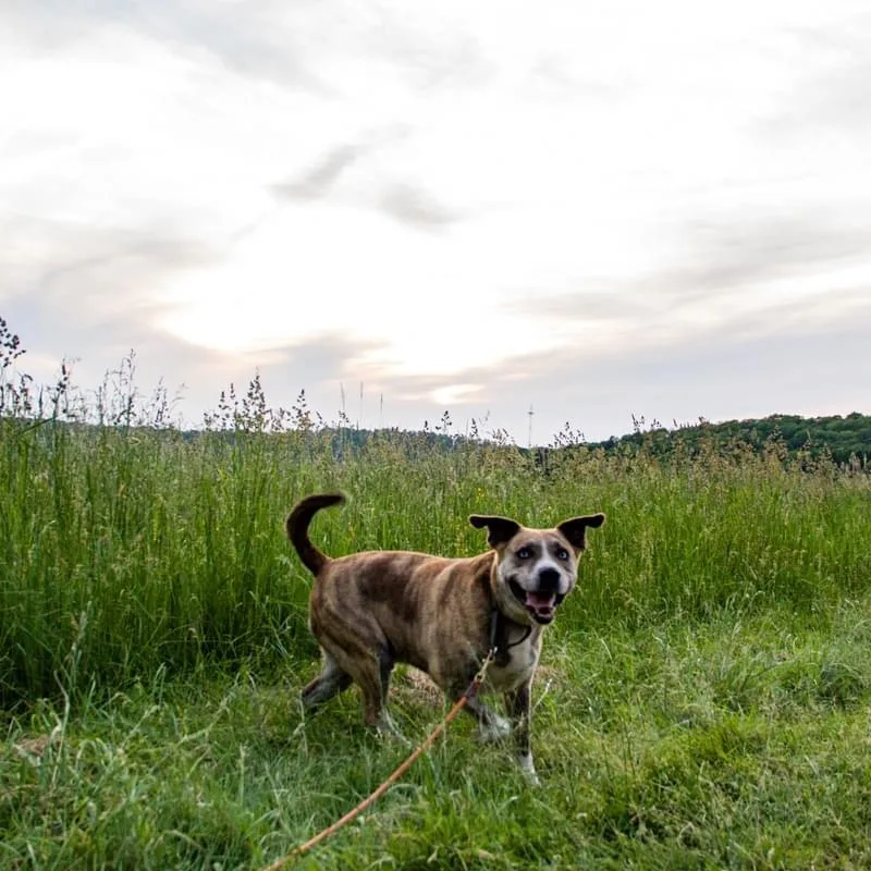 Archie  Sponsored thumbnail 4