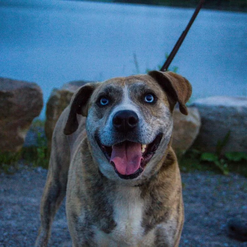 Archie  Sponsored thumbnail 6