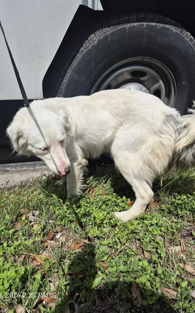 An adult medium-sized female Australian Shepherd dog named Purity for adoption in San Antonio, TX